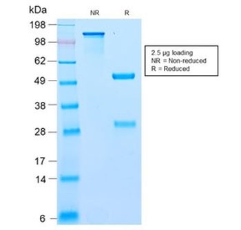 Bcl10 Antibody