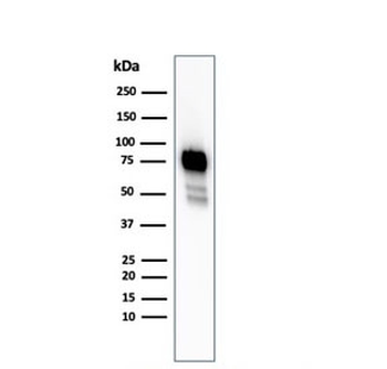 CD44 Antibody / HCAM