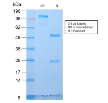 Golgi Antibody