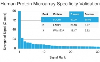 Folate Hydrolase 1 Antibody / FOLH1 / PSMA