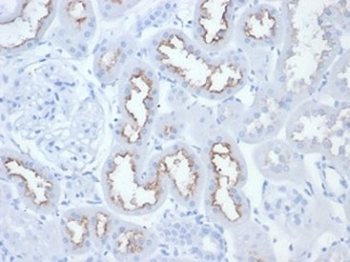 Folate Hydrolase 1 Antibody / FOLH1 / PSMA