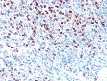 MITF Antibody