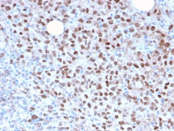 MITF Antibody