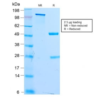 MITF Antibody