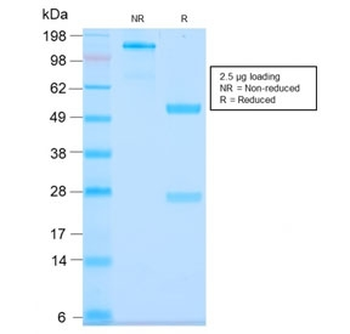 MUC3 Antibody