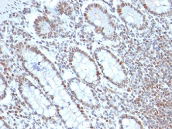 BMI1 Antibody