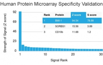 BMI1 Antibody