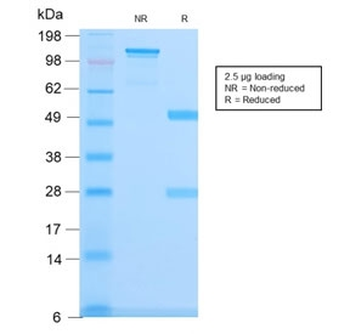SPTBN2 Antibody / Spectrin beta III