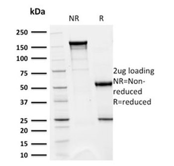 CD5 Antibody