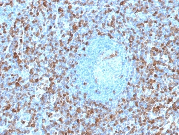 Annexin A1 Antibody