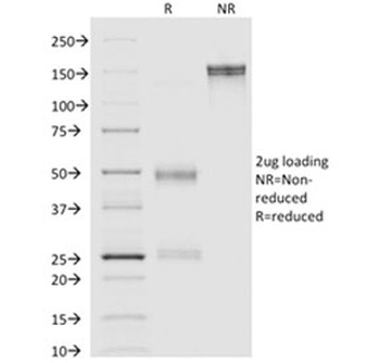 Annexin A1 Antibody