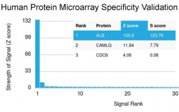 Albumin Antibody / ALB
