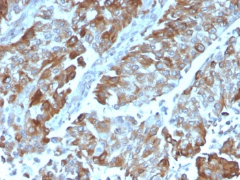 OX40 Antibody / CD134