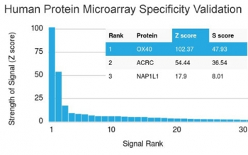 OX40 Antibody / CD134