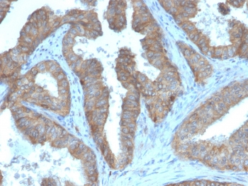 CD47 Antibody / IAP / Integrin Associated Protein