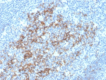 CD23 Antibody