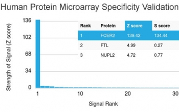 CD23 Antibody