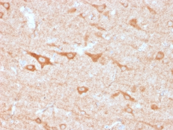 CD137 Antibody / 4-1BB / TNFRSF9
