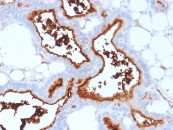 CD73 Antibody