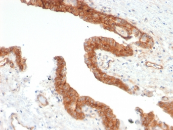 CD73 Antibody
