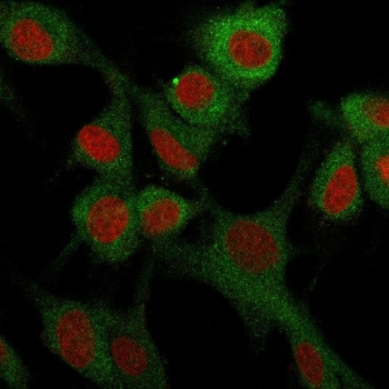 CD73 Antibody