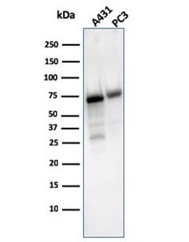CD73 Antibody