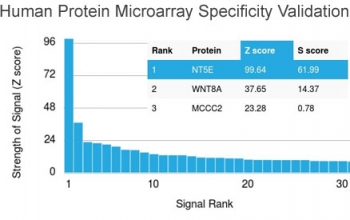 CD73 Antibody