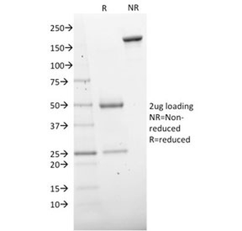 CD73 Antibody