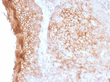 CD73 Antibody