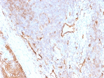 CD73 Antibody