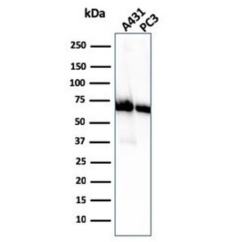 CD73 Antibody