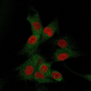 CD73 Antibody