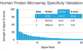 CD73 Antibody