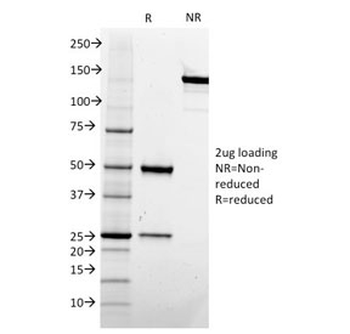 CD73 Antibody