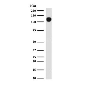 CD43 Antibody