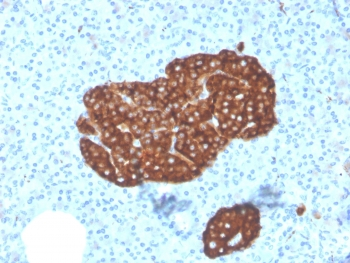 Synaptophysin Antibody