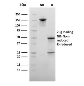 CD73 Antibody