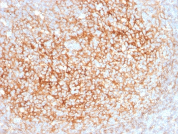 CD73 Antibody