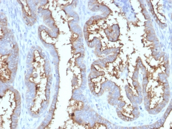 CD73 Antibody