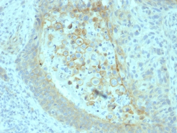 CD73 Antibody