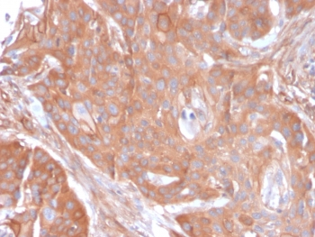 CD73 Antibody