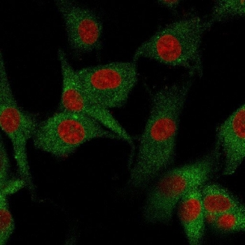 CD73 Antibody