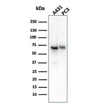 CD73 Antibody