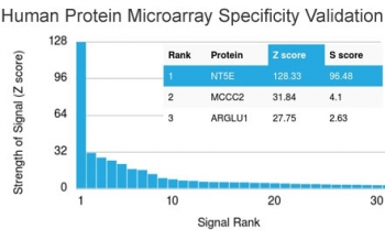 CD73 Antibody