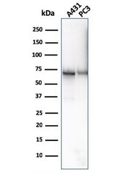 CD73 Antibody
