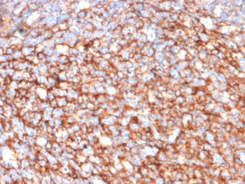 CD73 Antibody