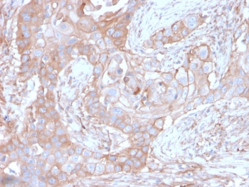CD73 Antibody