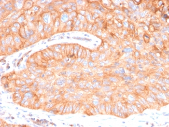 CD73 Antibody