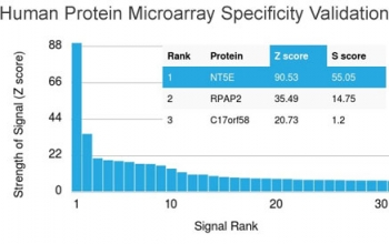 CD73 Antibody