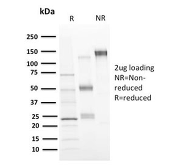CD73 Antibody